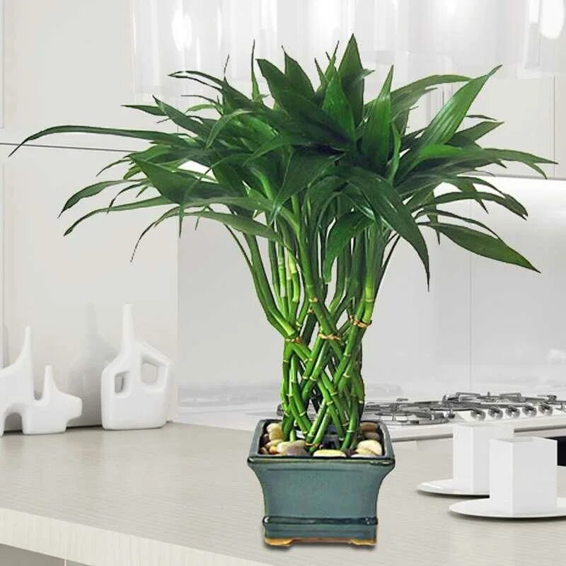 Драцена выращивание. Драцена Сандера. Драцена Сандера Пальма. Dracaena sanderiana Green. Бамбук Драцена Сандера.