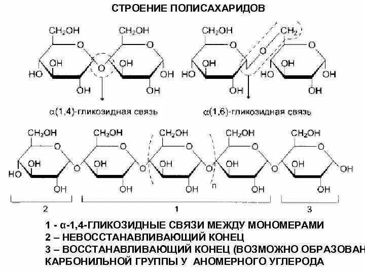 Глюкоза молекула полисахарида. Химическая структура полисахаридов. Химическое строение полисахаридов. Полисахариды строение молекул. Строение основных углеводов.