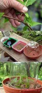 Укоренение жасмина черенками