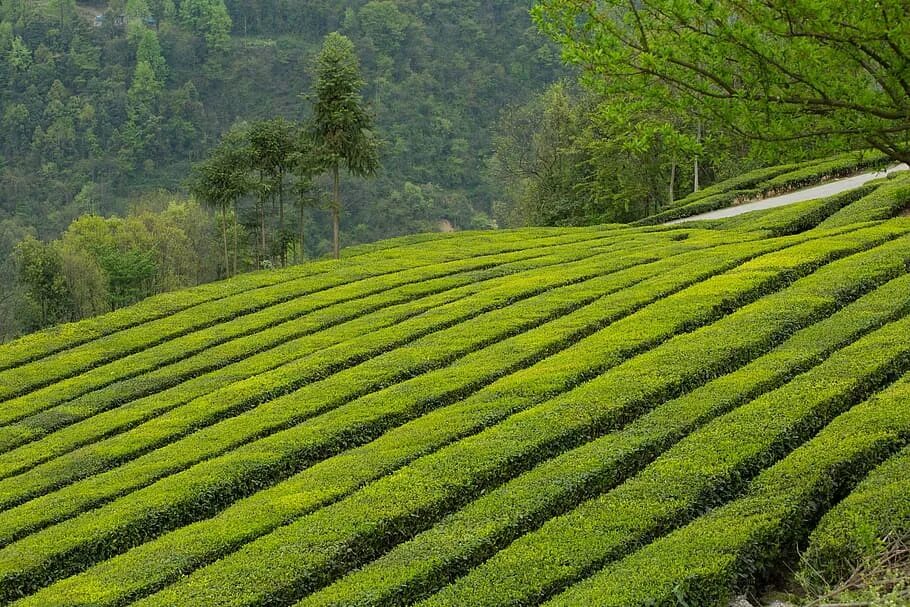 Природа культуры является. Ленкорань чайные плантации. Кения чайные плантации. Чайная плантация Лазика Ризе. Чайная плантация Zealong.