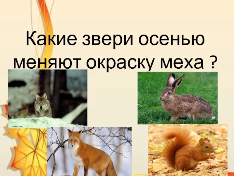 Какие животные меняют мех. Какие звери. какие звери меняют окраску. какие животные меняют окраску осенью. какие животные линяют и меняют окраску меха.