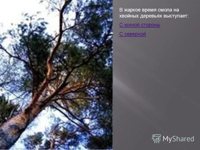 Кора дерева накипной лишайник. На деревьях образуются. Лишайники эпифиты. На коре яблони лишайник. На деревьях образуются.