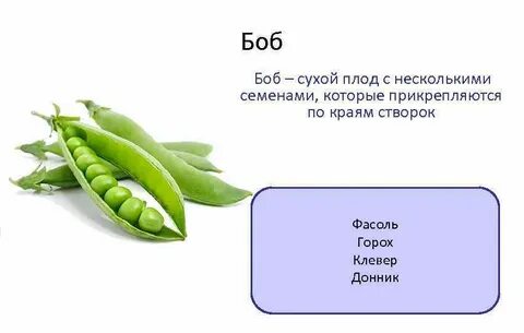 Горох многосемянный