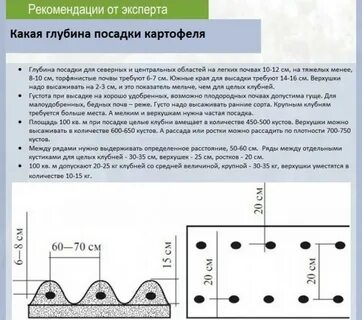 Расстояние между боровками при посадке картофеля