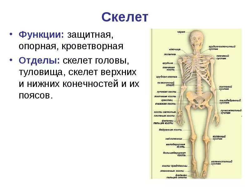 Строение и функции скелета человека. Скелет туловища отделы функции кости. опорно двигательная система скелет туловища. функции отделов скелета человека. функции скелета туловища человека.
