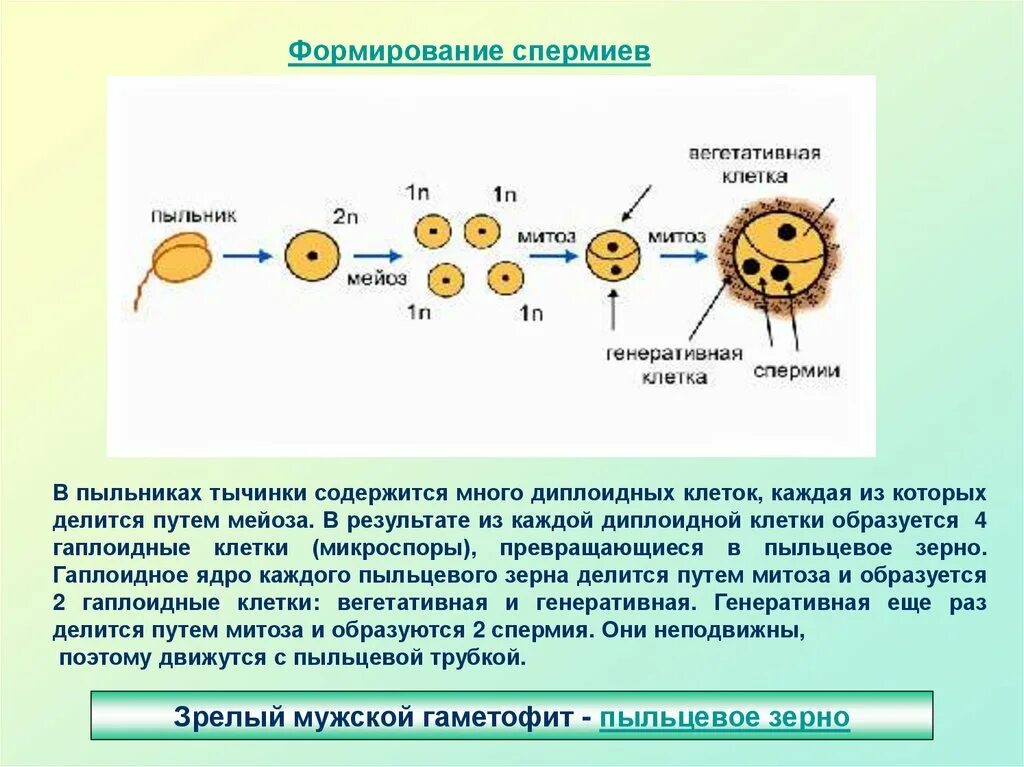 Центральная клетка зародышевого мешка диплоидная. Образование мужского гаметофита у покрытосеменных схема. Размножение покрытосеменных растений двойное оплодотворение. Формирование спермиев у цветковых растений. Для покрытосеменных растений характерно двойное оплодотворение.