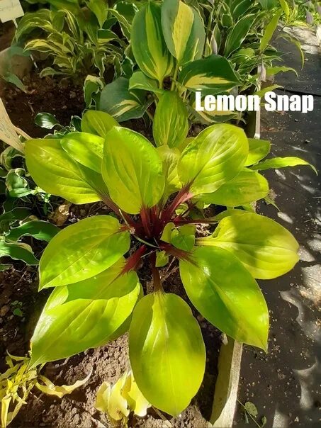 Хоста лемон снэп. Лимон снэп хоста. хоста lemon delight. хоста лемон снап. лимон снап хоста.
