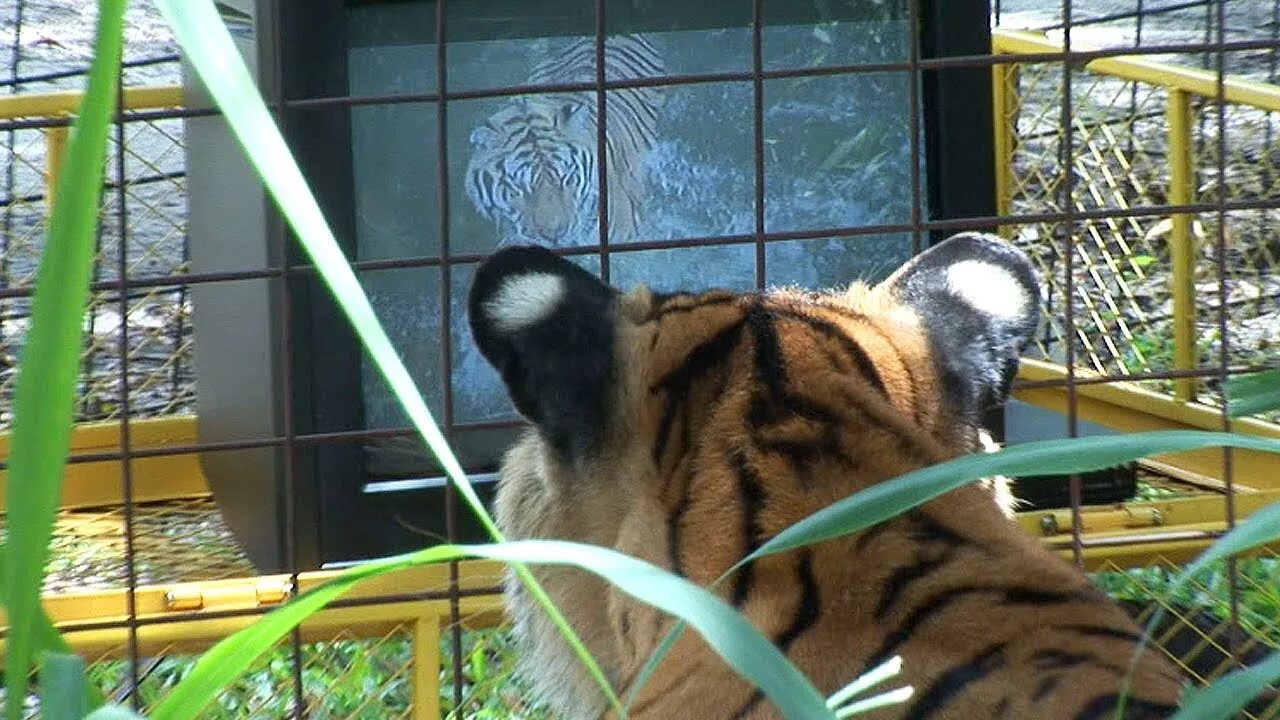 Канал тигра. Тигр и телевизор. Тв тигр. Up tv тигр. Tigers tv.