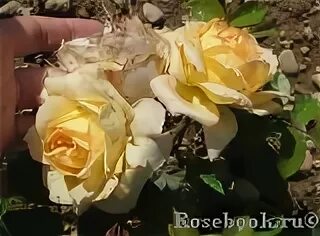 Роза марк антуан шарпантье фото и описание Сибирский сад / Роза Марк Антуан Шерпантье (Шраб) "Коллекционер" (с этикеткой) 1