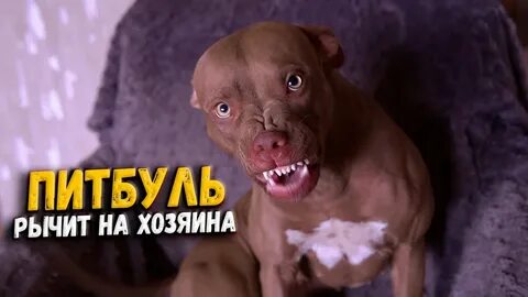 Питбуль джина