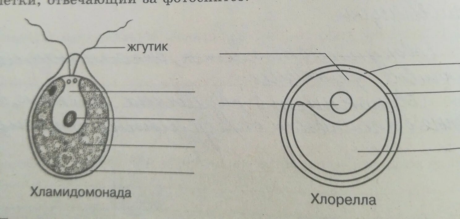 Изучение строения одноклеточных водорослей примеры хламидомонада Царство растения. Водоросли