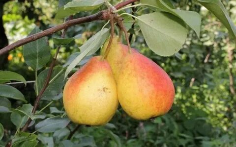 Груша северянка описание отзывы