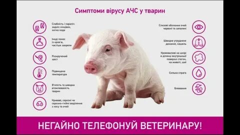 Африканская чума брянская область