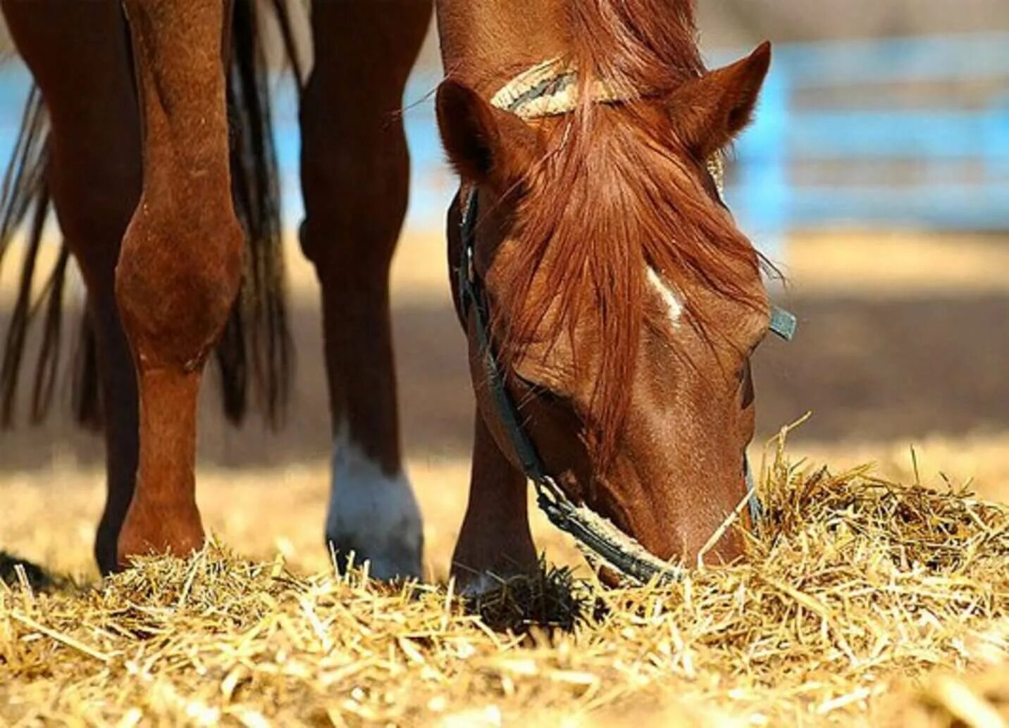 Лошадки существуют. Что едят лошади. Овес для лошадей. Лошадка и сено. Овес для коня.