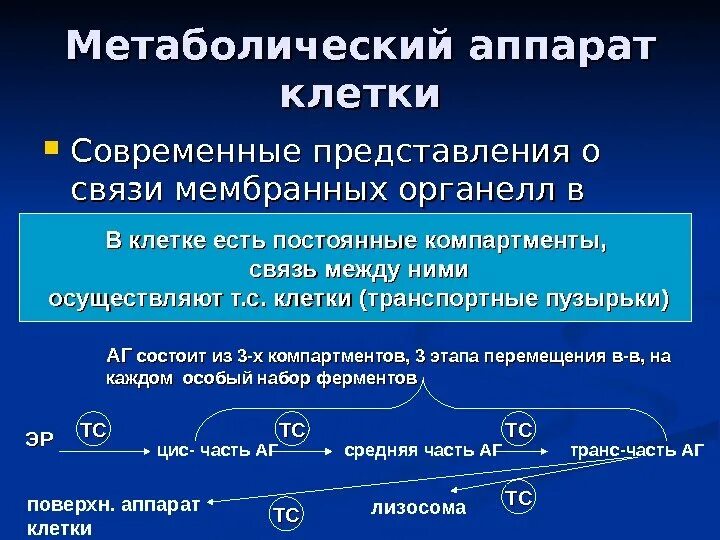 Клетка современное представление. Клетка современное представление