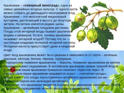Систематика крыжовника