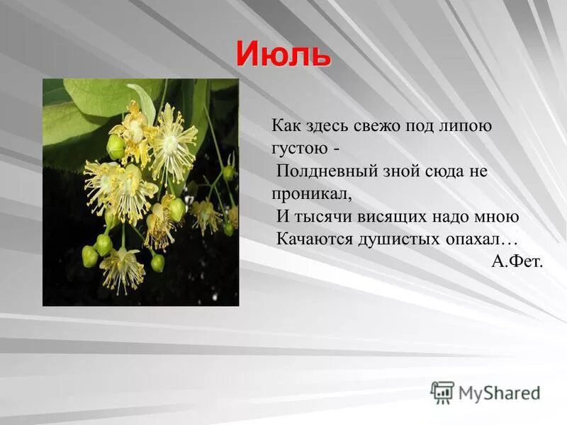 Афанасий фет как здесь свежо под липою густою. Фет как свежо под липою густою. Загадка про липу. Как здесь свежо под липою густою тема. Анализ как здесь свежо под липою густою.