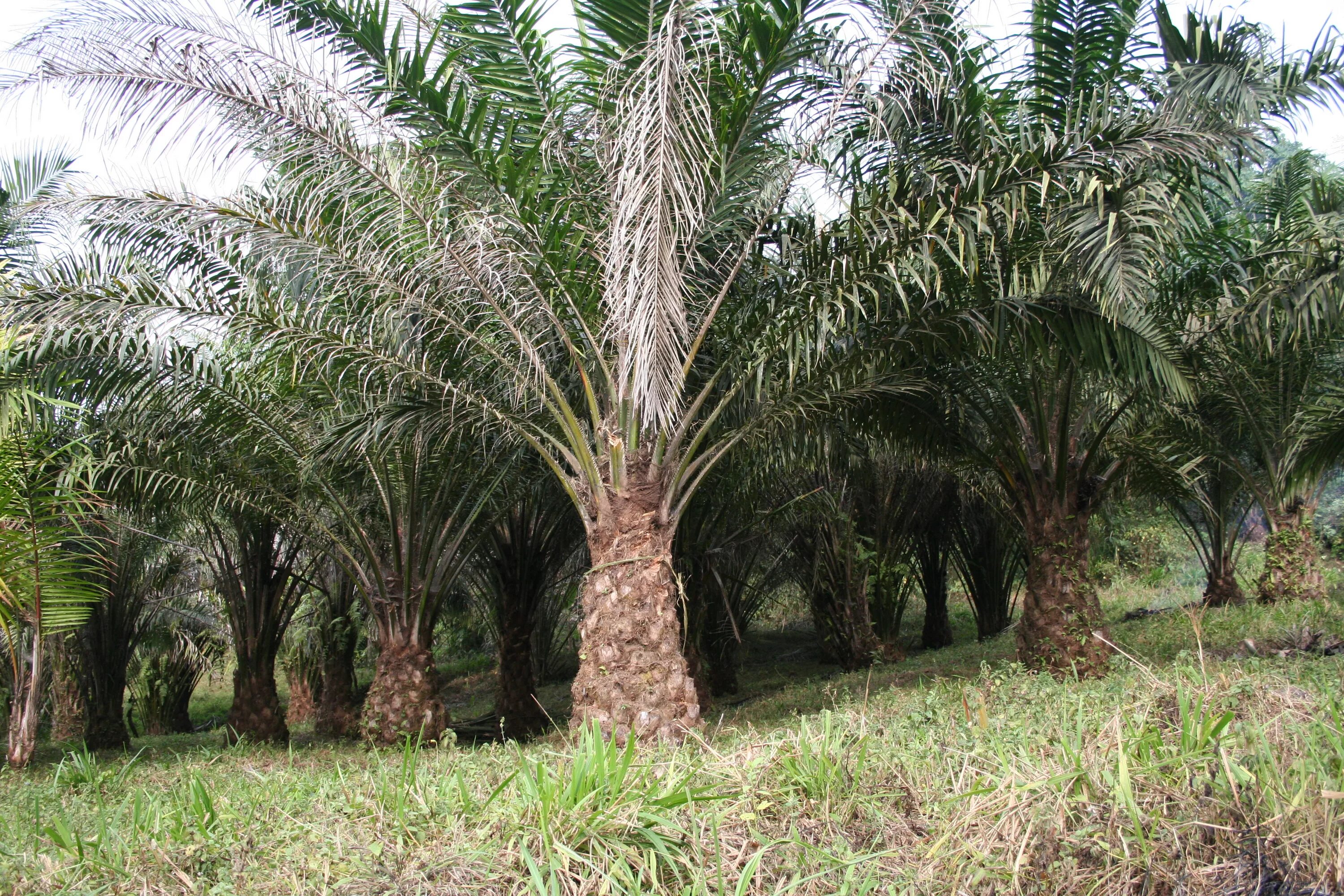 В какой природной зоне растет пальма. Масляничная Пальма Африки. Гвинейская масличная Пальма. Масличная Пальма в Африке. Масленичная Пальма в Африке.