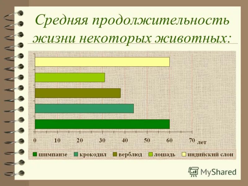 Сколько живут. Средняя Продолжительность жизни животных. Диаграмма продолжительности жизни животных. Продолжительность жизни некоторых животных. Средняя Продолжительность жизни коровы.