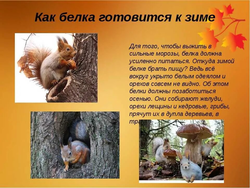 Описать жизнь животных