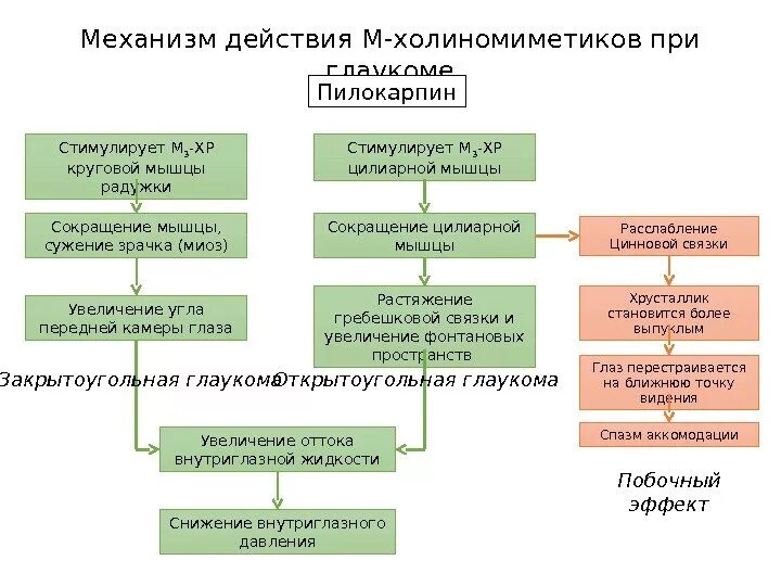 Механизм действия м холиномиметиков. Пилокарпин механизм действия. Механизм действия пилокарпина при глаукоме. Механизм снижения внутриглазного давления пилокарпин.