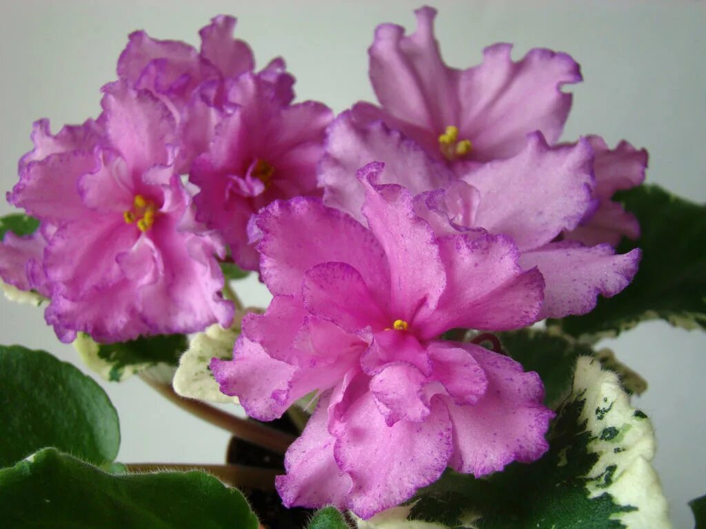 фиалка томирис. сенполия даночка. фиалка кz драгоценность. фиалка kz сливовый дождь. Kz бригантина фиалка.