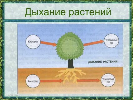 Схема дыхания растений