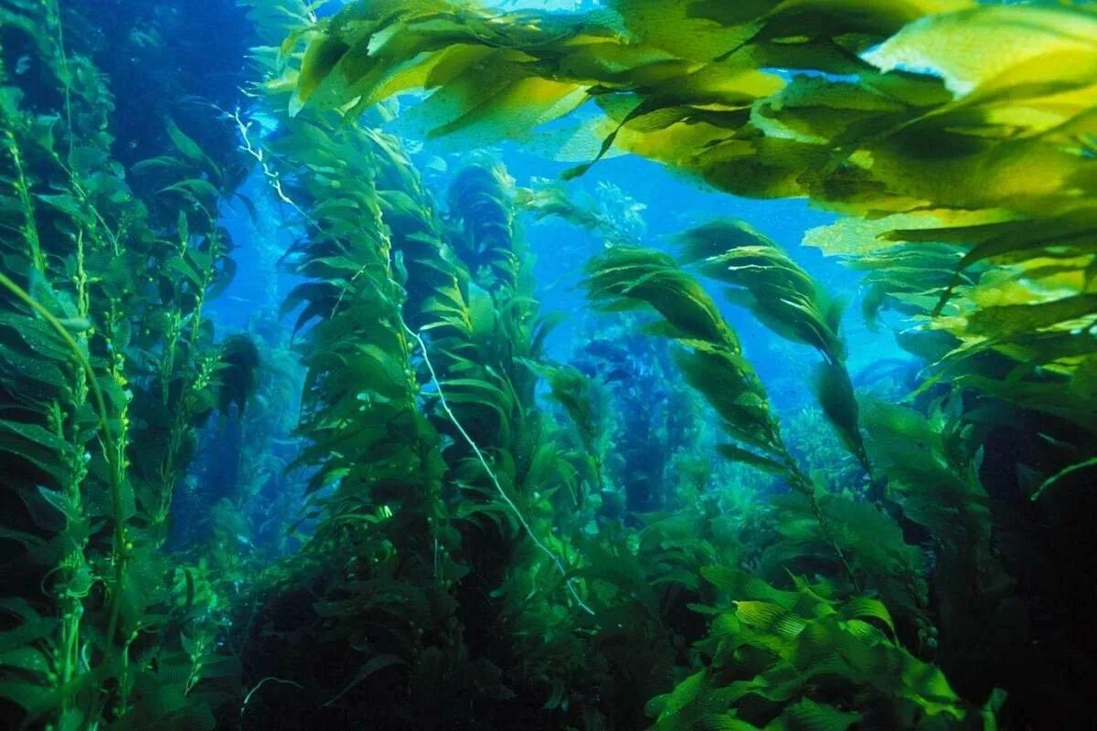 Морские водоросли ламинария. Морской ламинария бурая водоросль. Море водоросли ламинария японская. Ламинария зеленая водоросль.