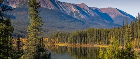 Boreal forest