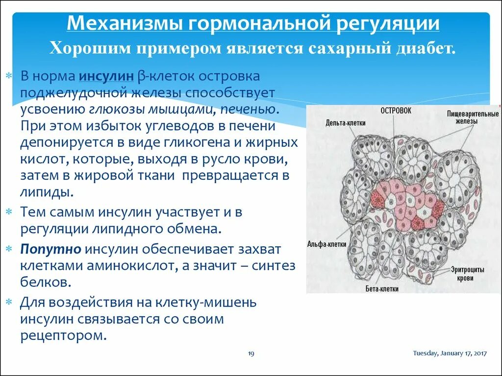 Инсулин гормон клеток островков лангерганса. Механизм выделения инсулина из в-клеток поджелудочной железы опишите. Клетки печени. Механизмы эндокринной регуляции. Механизмы гормональной регуляции.