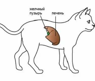 Собака болит печень