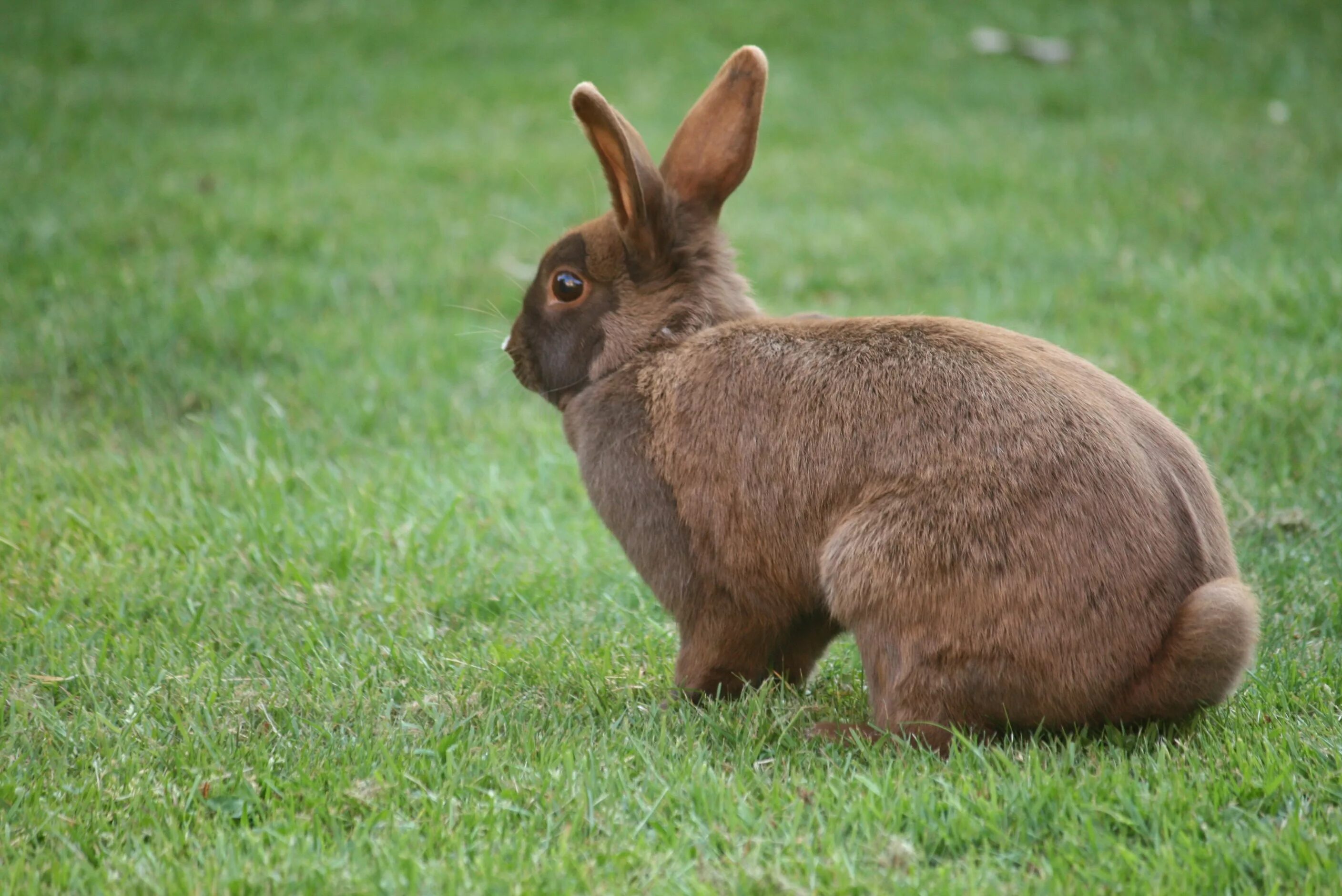 Animals rabbit. Бунни рэббит. Тюрингенский кролик. Коричневый заяц. Кролик фото.