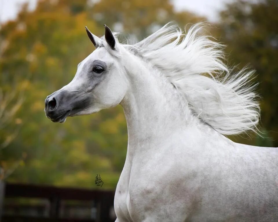 Арабская лошадь 5