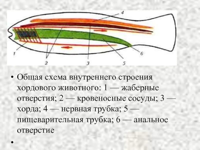 Наличие хорды у человека. Общая схема внутреннего строения хордового животного рис. Внутреннее строение хордовых животных. План внутреннего строения хордовых. Общий план строения хордовых.