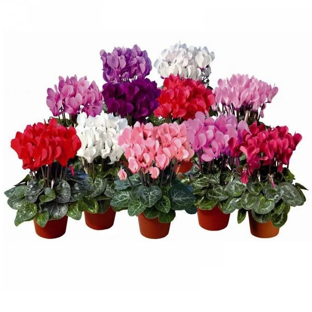 Недорогие домашние цветы. Антуриум пышный куст. Филодендрон стреловидный. Антуриум мелкие цветы. Pink queen антуриум.