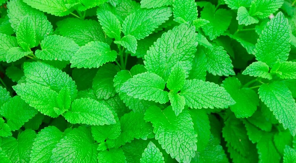 Мята листовая армения. Лимонник мята лимонная. Lemon balm aka. Мята лимонная. Лимонная мята 7 букв сканворд.
