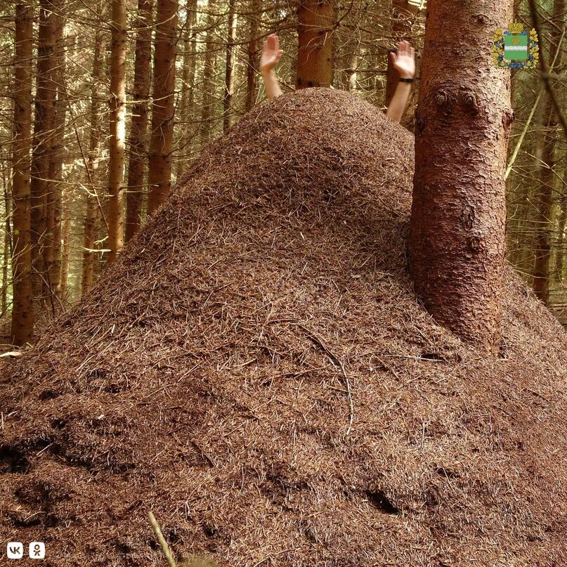 В небольшом муравейнике который. Муравейник Заварзино. Лесной Муравейник муравьев внутри. Огромный Муравейник. Муравейник в природе.