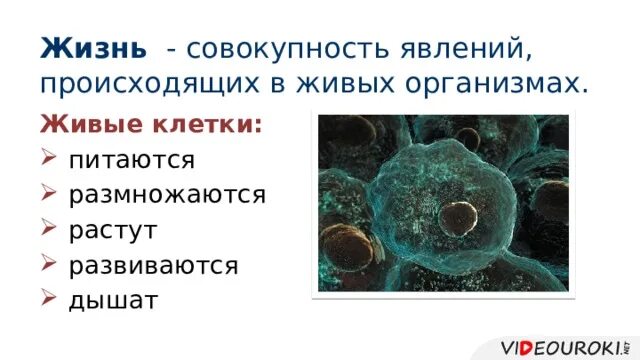 Живые клетки дышат. Живые клетки дышат питаются растут и размножаются. Происходит во всех живых клетках. Клетки питаются растут размножаются и. Жизненные процессы клетки 6 класс.