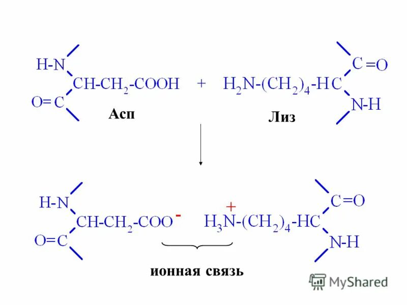 тетрапептид строение. трипептид фен-тир-ала. пептид асп. пептид асп. пептид ala-glu-asp-gly.