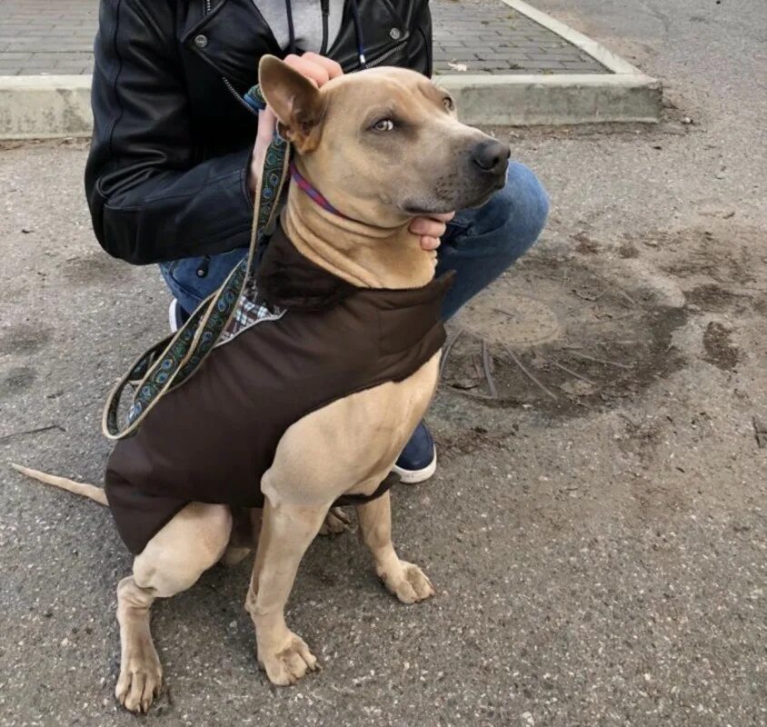 собаки сестрорецк. пропал тайский риджбек. ищем хозяев собаке сестрорецк. собаки сестрорецк. собаки сестрорецк.