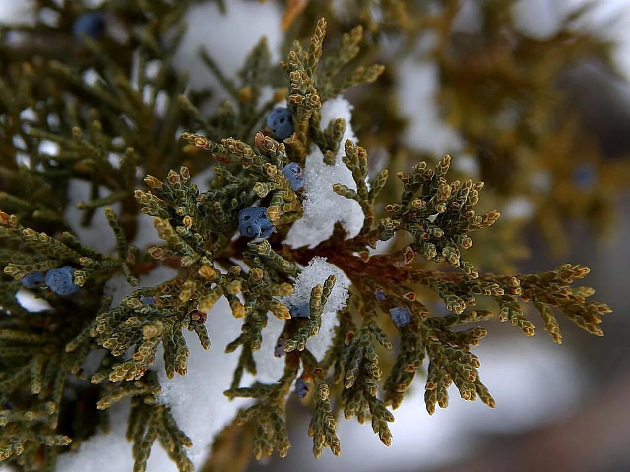 Juniperus osteosperma. Можжевельник Сибирский. Тундра морозный можжевельник. Можжевельник зимой. Хвойный опал