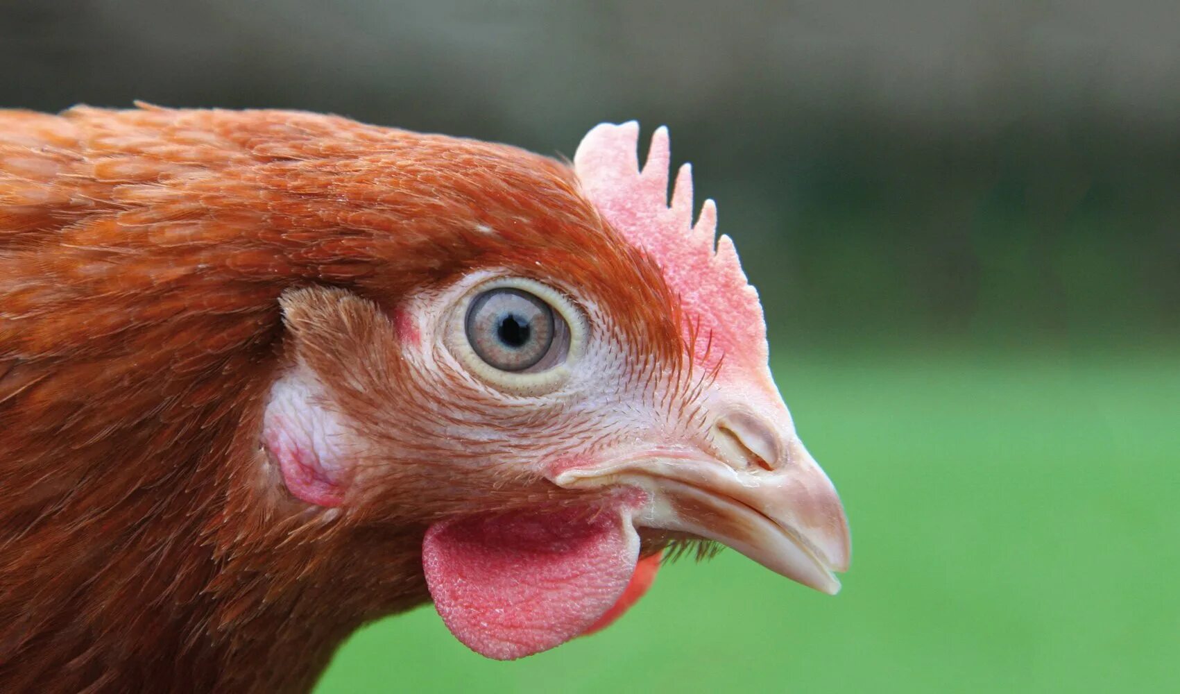 глаза животных. болезнь птиц пастереллез. курица. зрачки птиц. глаз попугая.