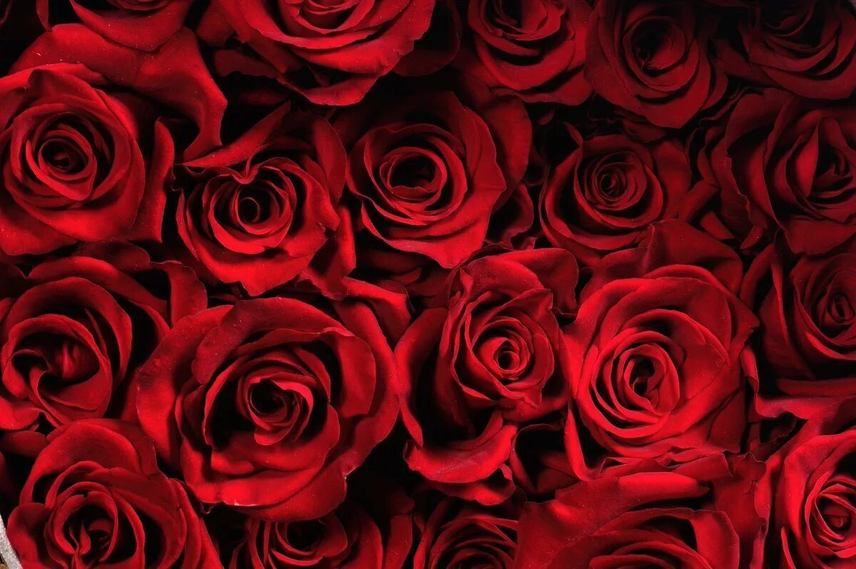 Цветы розы красные. Красные розы. Красные розы картинки. Красные розы фон. Цветы на бордовом фоне.