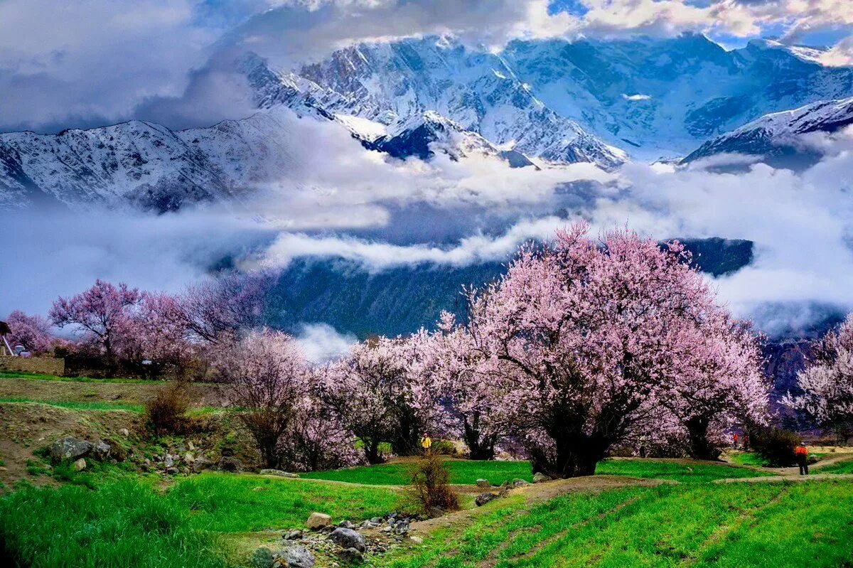 Розовые деревья в горах. Ньингчи Тибет. Peach Blossom Forest.