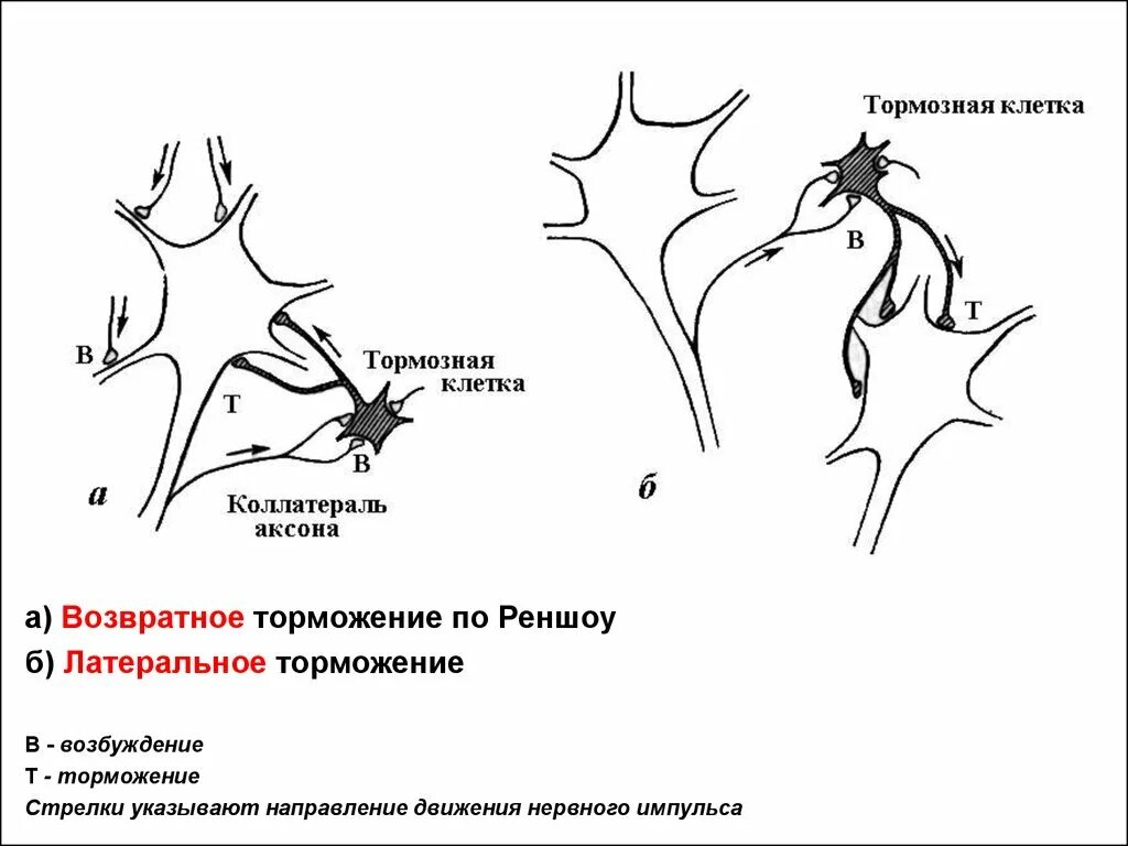 Схема латерального и возвратного торможения. Латеральное торможение в ЦНС. Клетки Реншоу физиология. Тормозной Нейрон Реншоу. Возвратное торможение