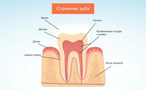 Держать зуб