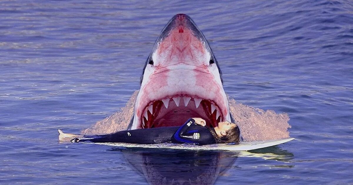 Может ли акула съесть