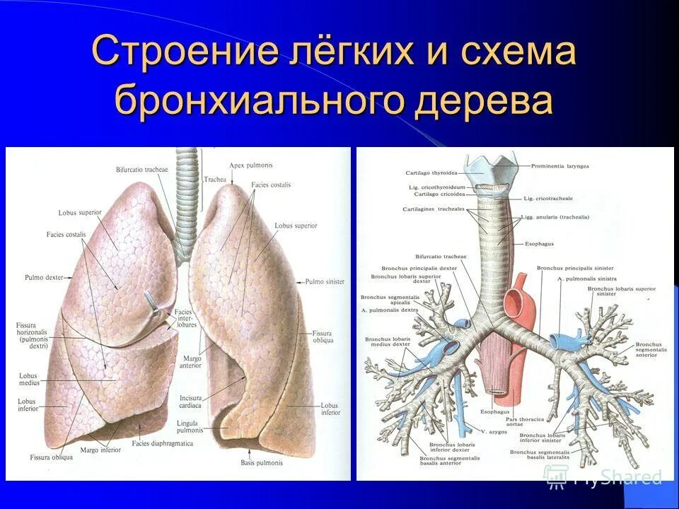 Бронхи на латыни. Легкое строение анатомия. Бронхи и легкие строение. Строение бронхов человека анатомия. Бронхиальное дерево легких анатомия.