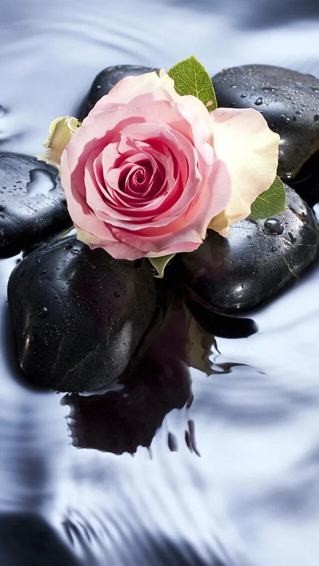 Розы в воде. Красивые цветы на воде. Отражение розы в воде. Красивые розы в воде. Глянцевые розы