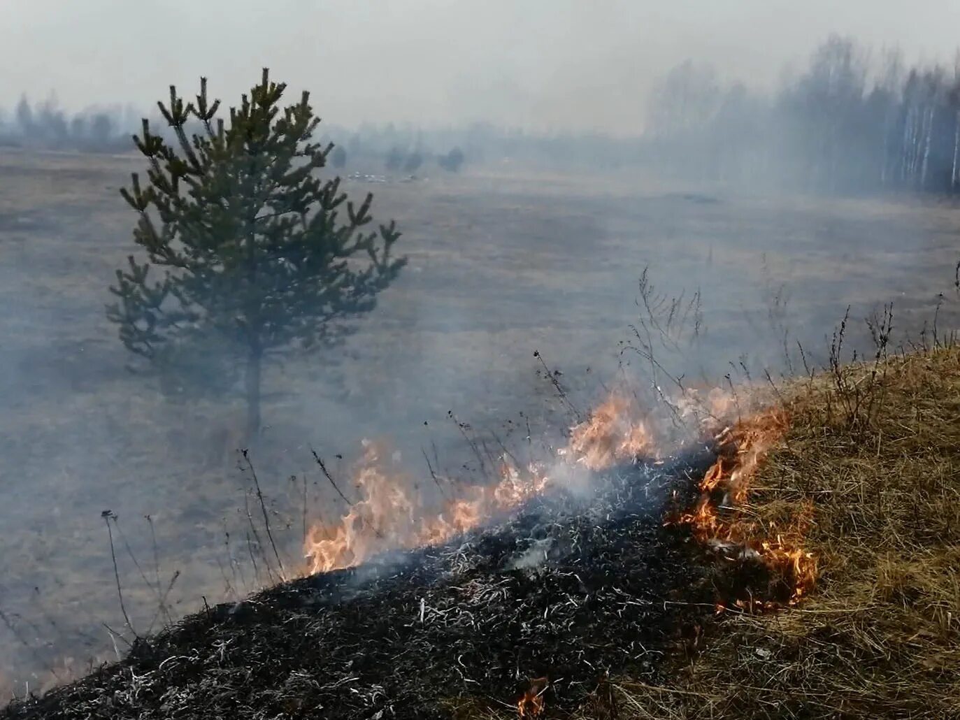 Лесной пал. Лесной пожар Смоленская область. Сгоревший лес. Весенние палы на Смоленщине.